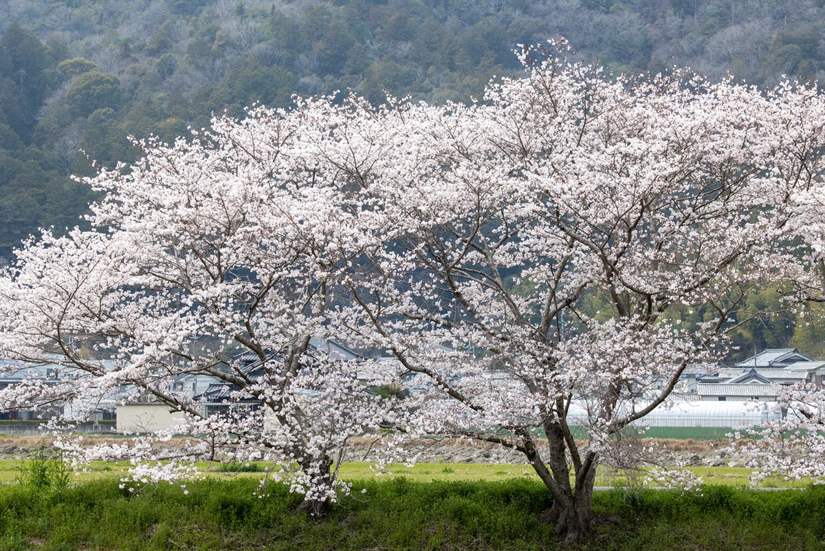お花見🌸行ってきたぞい‼️
4月なる前にもうこんなに咲いてるとは〜〜〜 
