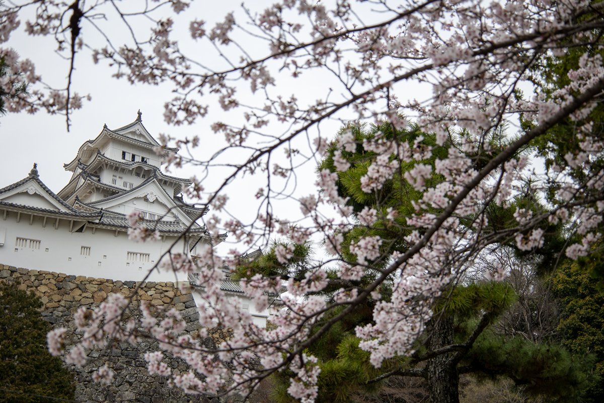 お花見🌸行ってきたぞい‼️
4月なる前にもうこんなに咲いてるとは〜〜〜 