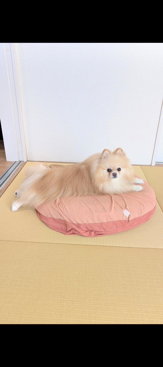 この太 tweet media