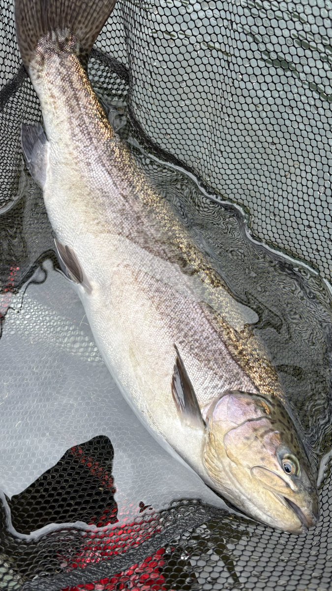 やすまる@はらぺこ釣りチャンネルの中の人 tweet media