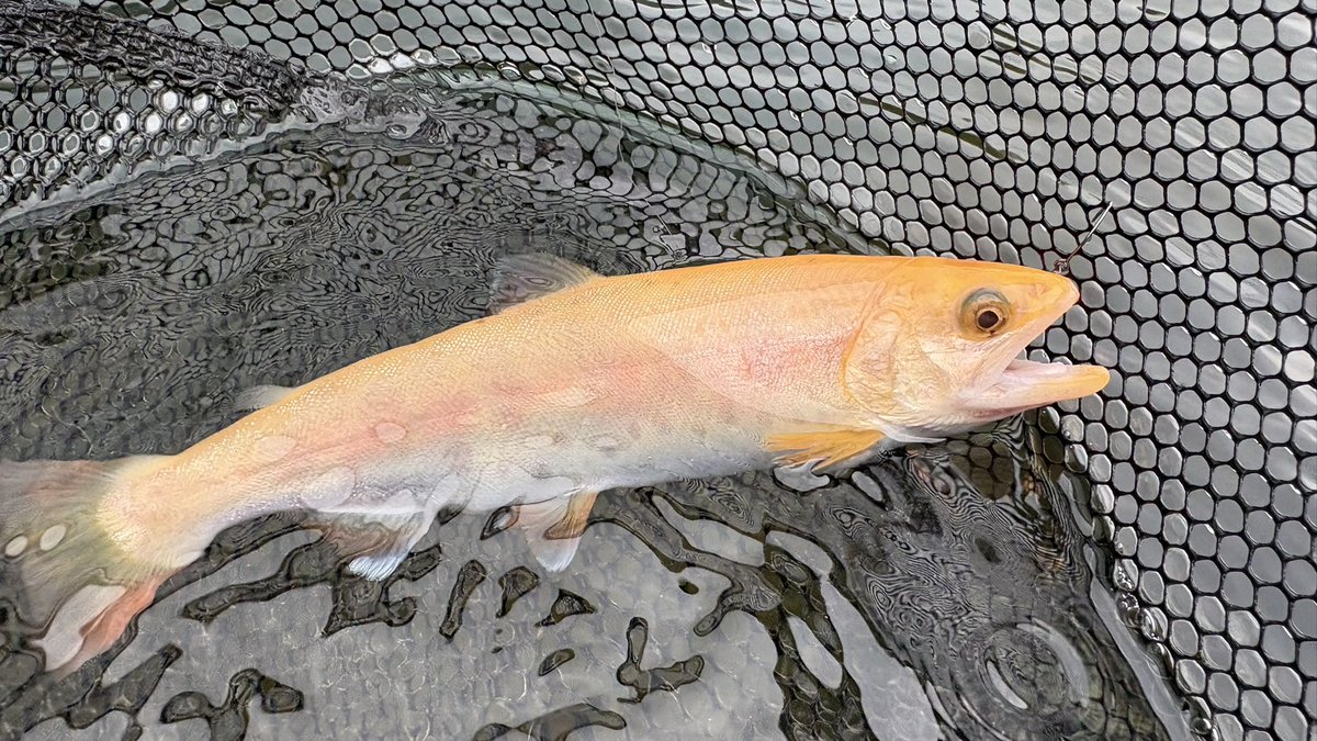 やすまる@はらぺこ釣りチャンネルの中の人 tweet media