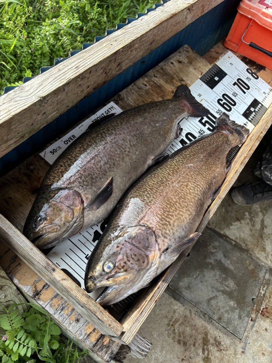 やすまる@はらぺこ釣りチャンネルの中の人 tweet media