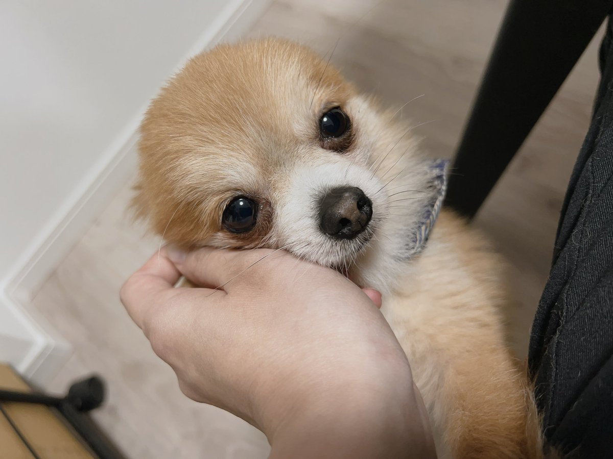 犬吸い tweet media