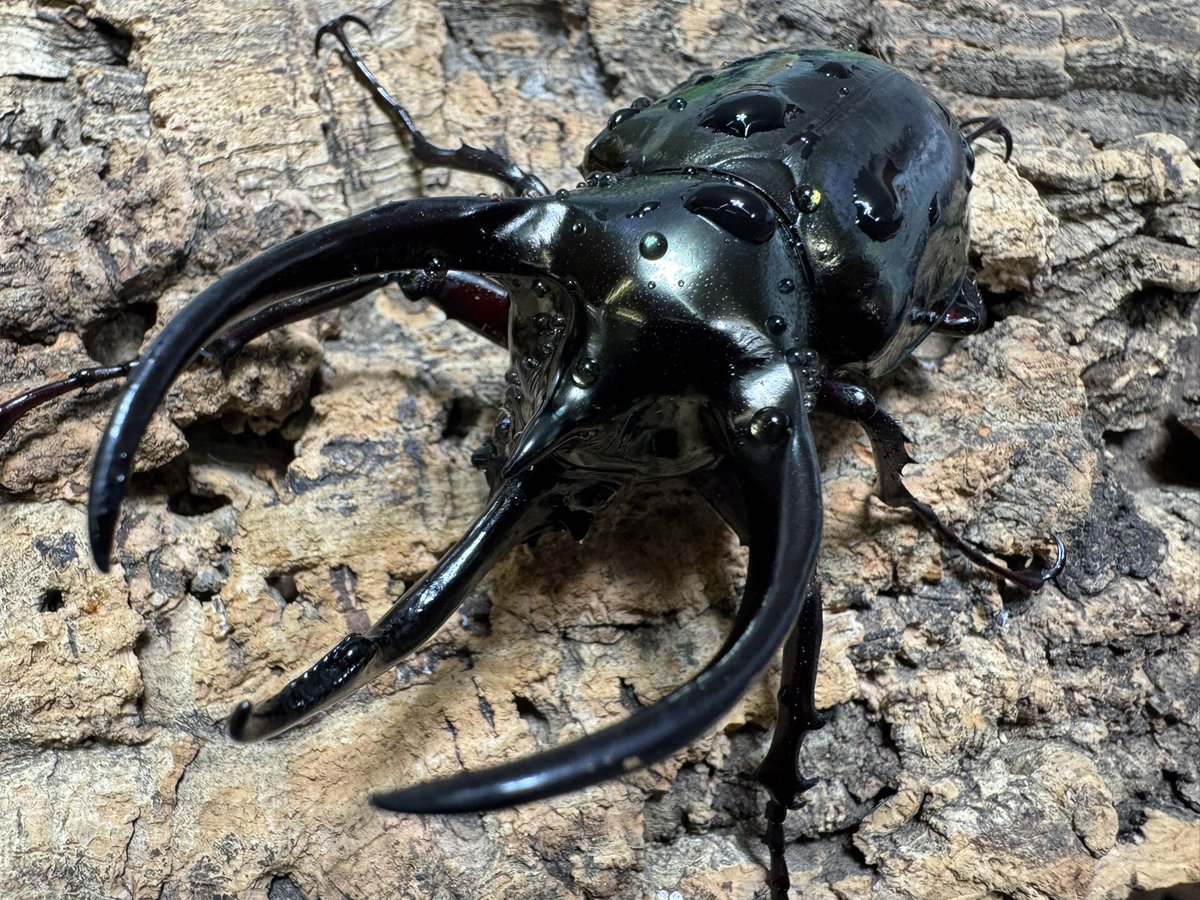 爬虫両生類 昆虫ショップD.N.A_昆虫垢 tweet media