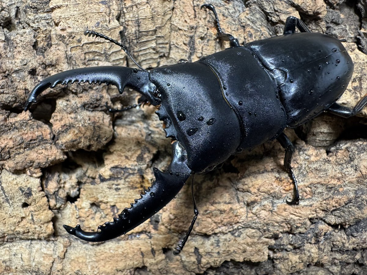 爬虫両生類 昆虫ショップD.N.A_昆虫垢 tweet media