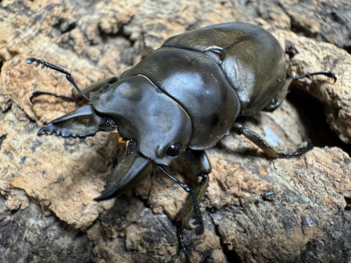 爬虫両生類 昆虫ショップD.N.A_昆虫垢 tweet media