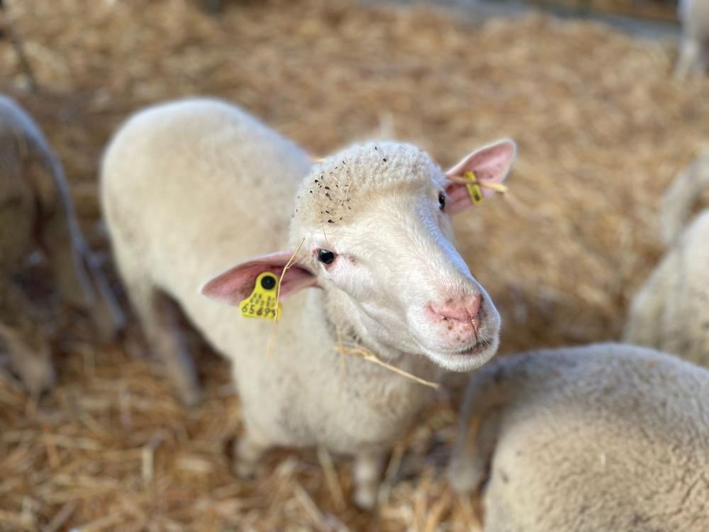 Agricultura, Ganadería y Desarrollo Sostenible tweet media