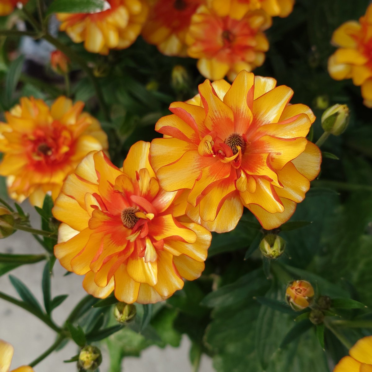 pucotan@スマグラファー tweet media