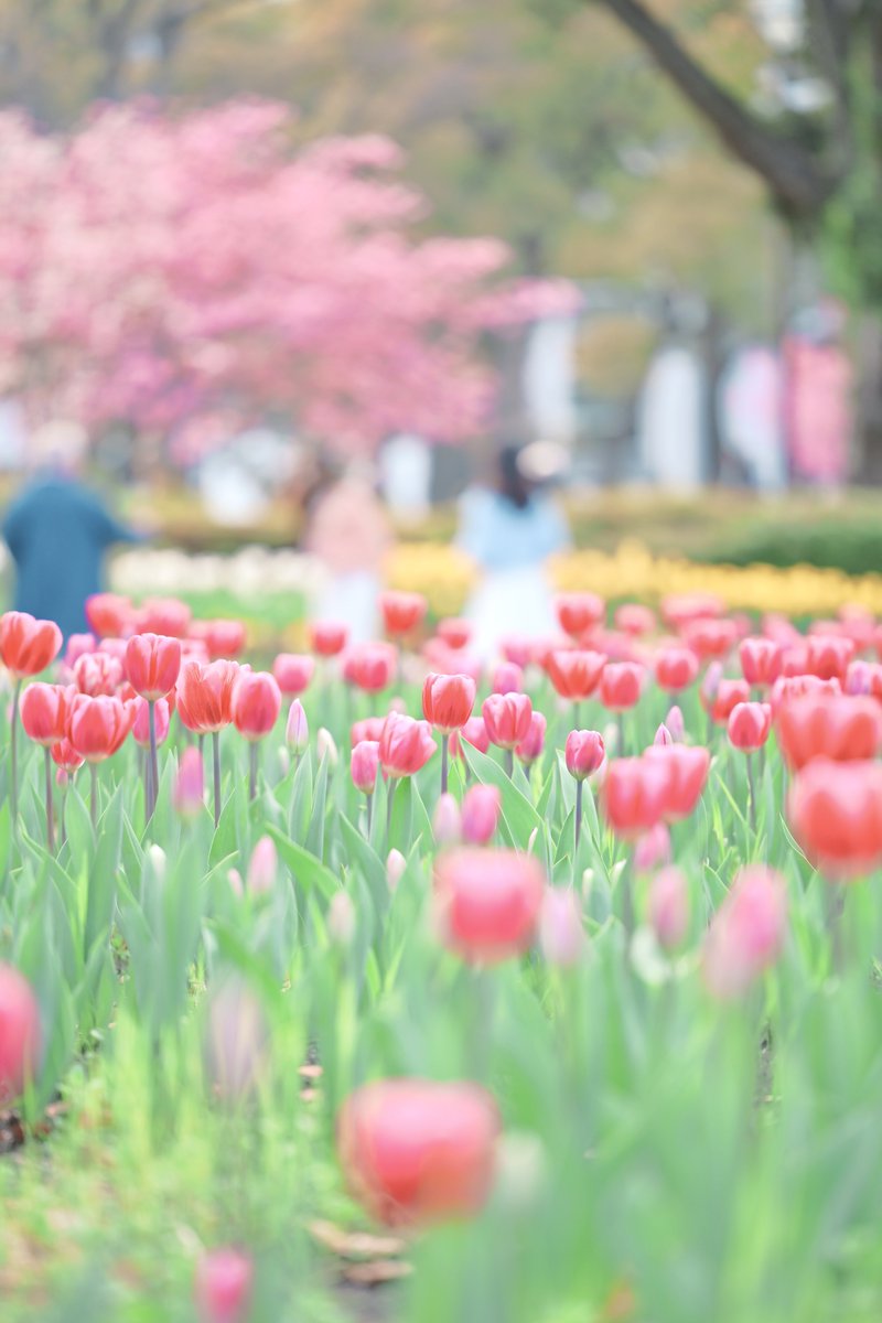 春めく横浜🌷