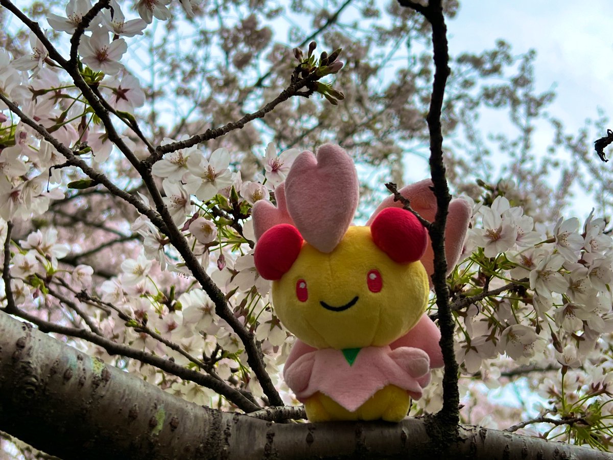今年のお花見🌸
市内の小川
週末はお弁当作って帰省した次男と近隣の公園でお花見🍡
今日は庭の草むしりの後、
スタバ　狭山市入間川にこにこテラス店
(今の時期　常に満車で原付🛵で出直した🤣)
サクラポケモン　チェリムと一緒🌸