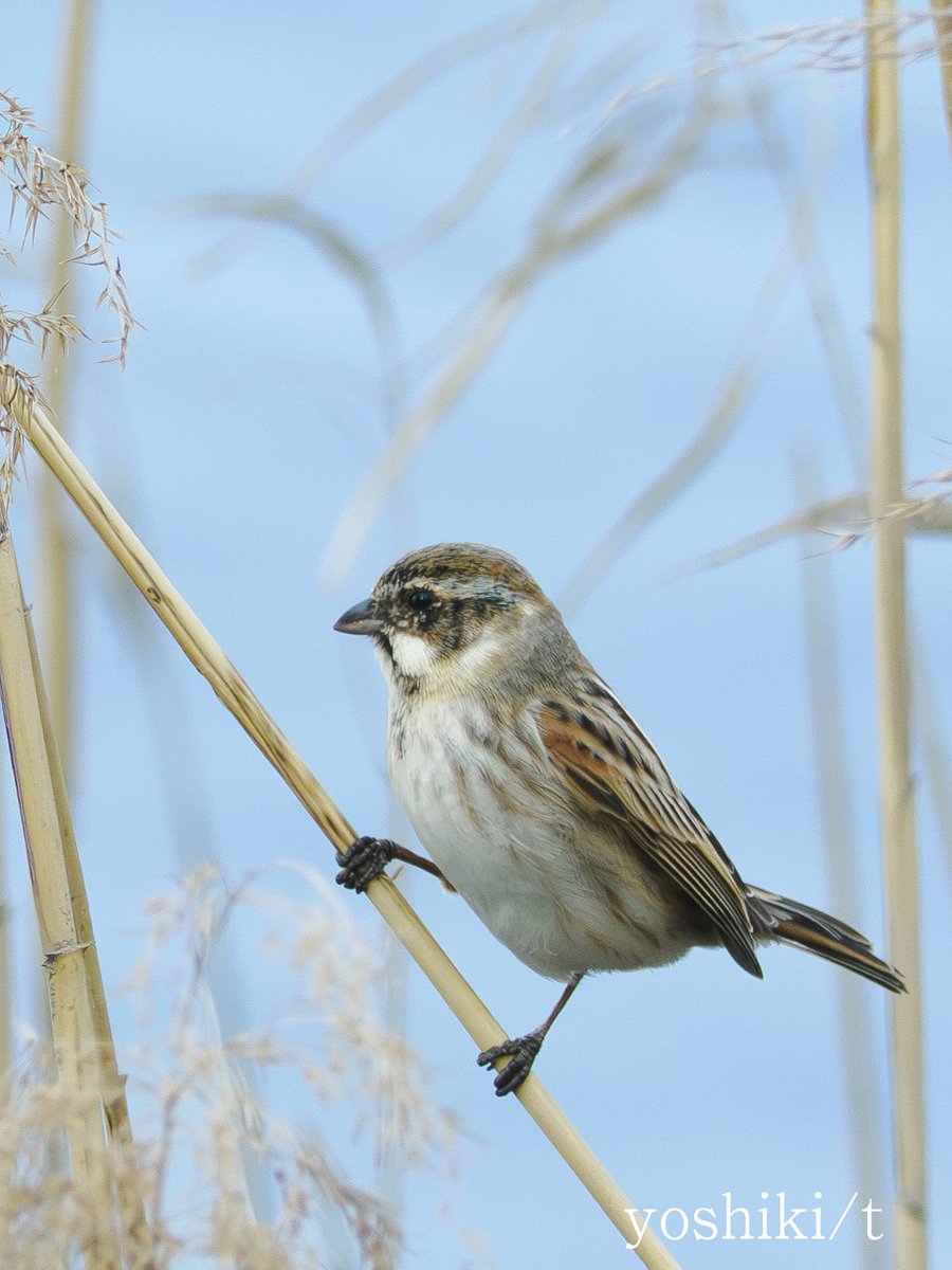 旅立つ前に見たオオジュリンさん☺️
今日もお疲れ様でした🍻
おやすみなさい😴
#オオジュリン #野鳥 #野鳥撮影