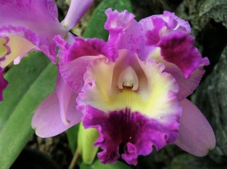 Mario Alfredo Lanza tweet media