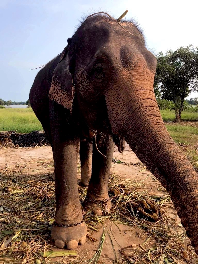 น้องช้างFamily🐘🐘🐘 tweet media