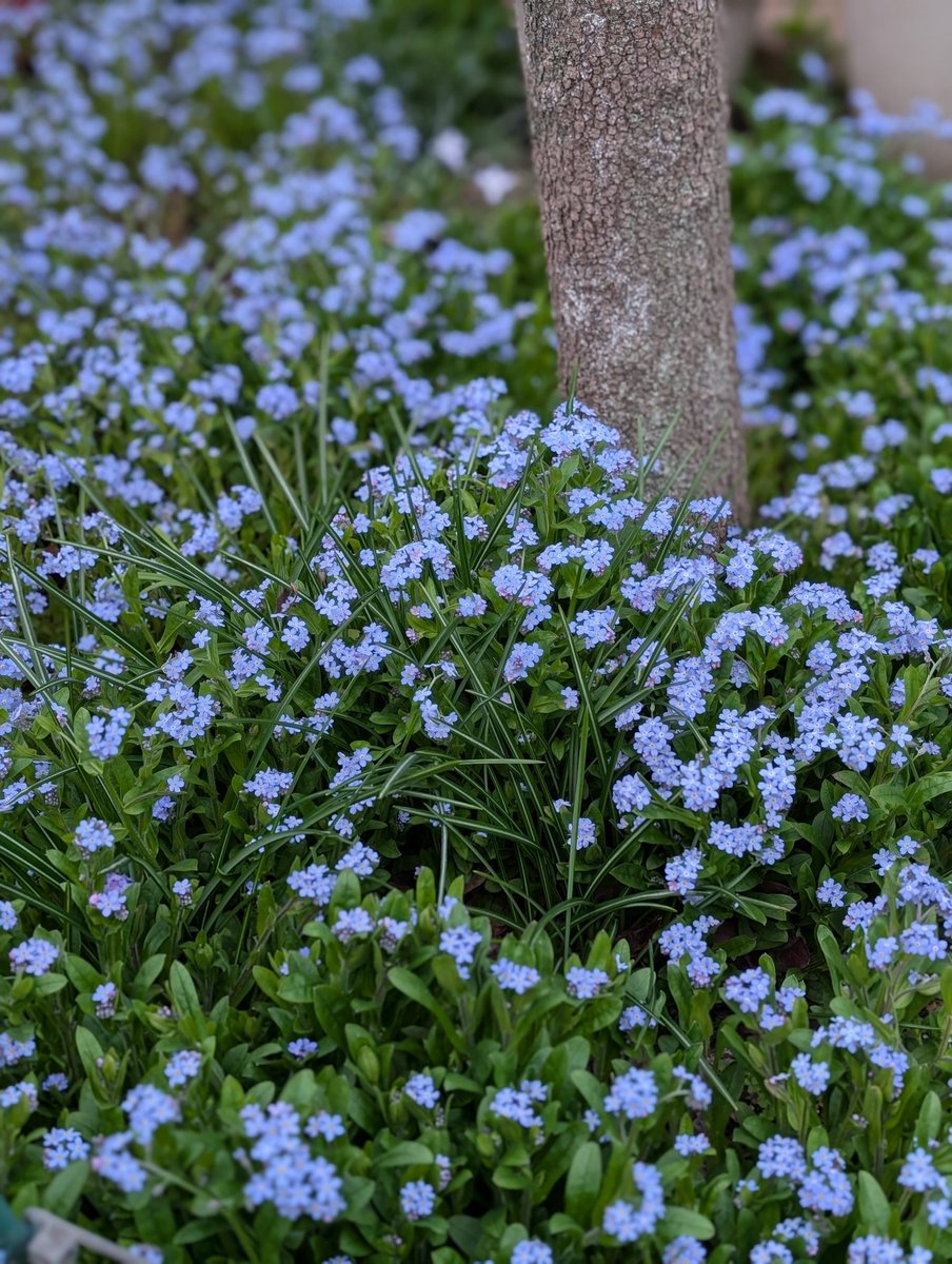 ミント tweet media