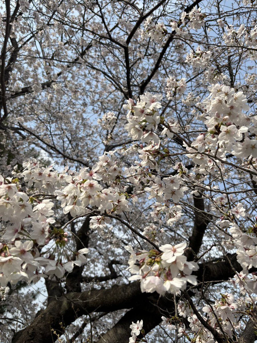 りぱちぃ🍙🥐🌲🌽 tweet media