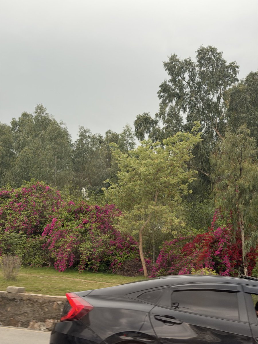 z. 🇵🇸 tweet media