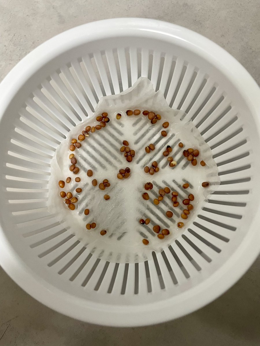 いちじく tweet media