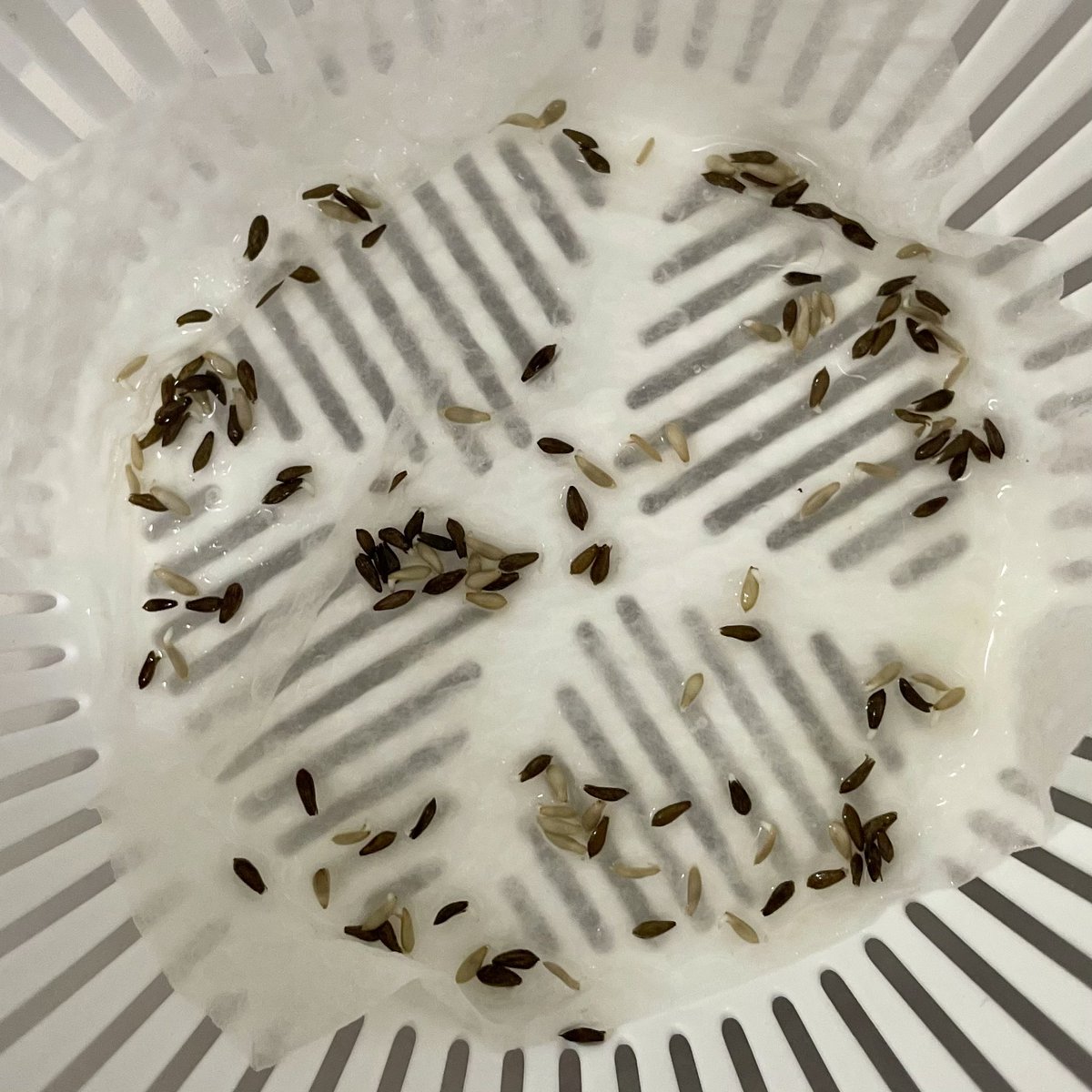 いちじく tweet media