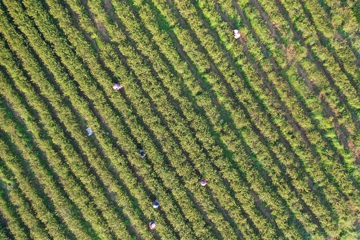 JiangsuNow's tweet image. 🍃Craftsmen in a tea farm of #Nanjing’s Lishui district have been seizing time to preserve the flavor of #spring, as the first flush of #greentea, often harvested just before Qingming Festival in April, is especially tasty and precious. #TastyJiangsu