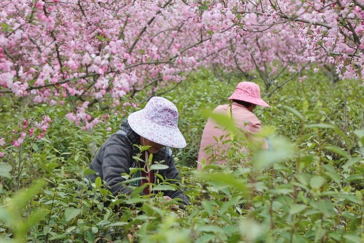 JiangsuNow's tweet image. 🍃Craftsmen in a tea farm of #Nanjing’s Lishui district have been seizing time to preserve the flavor of #spring, as the first flush of #greentea, often harvested just before Qingming Festival in April, is especially tasty and precious. #TastyJiangsu