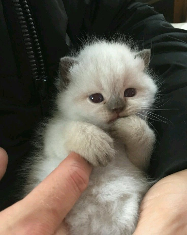 yuta as cats 𑄝 tweet media