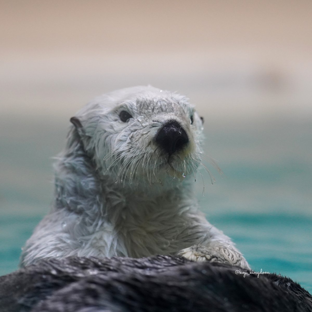 こーじ tweet media