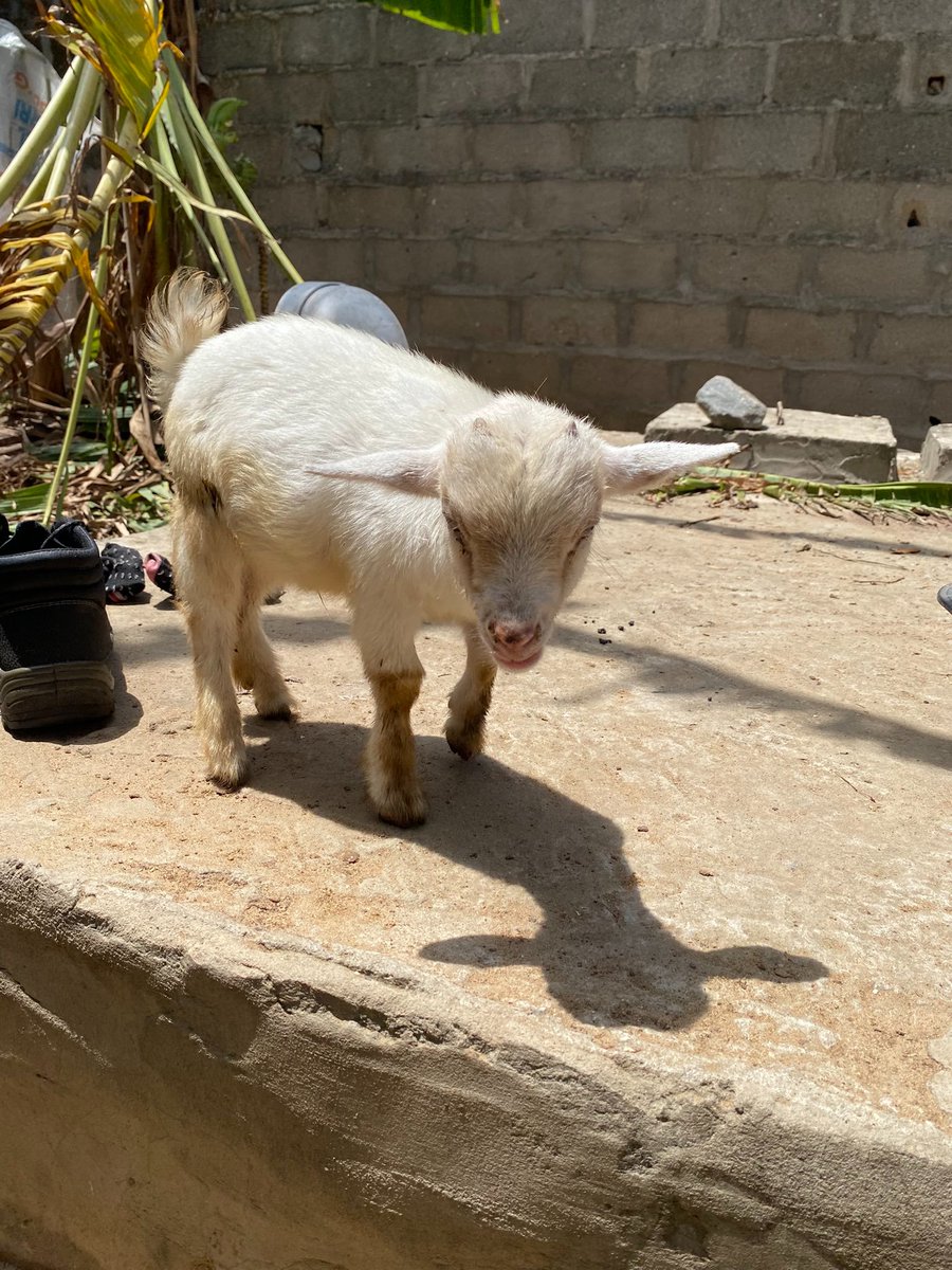 Kingsley Egbonyi 🐐 tweet media