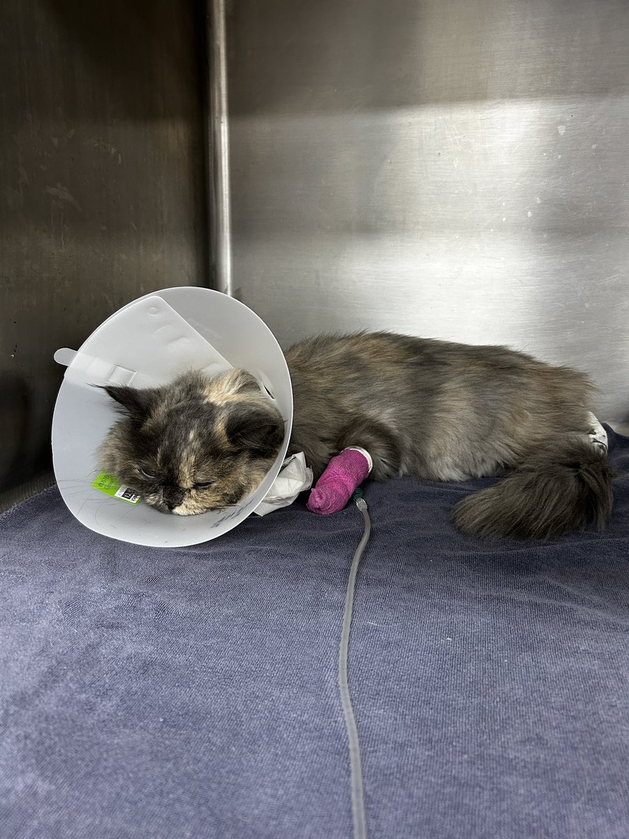 สาวสวนโพแห่งแดนสุพรรณ tweet media