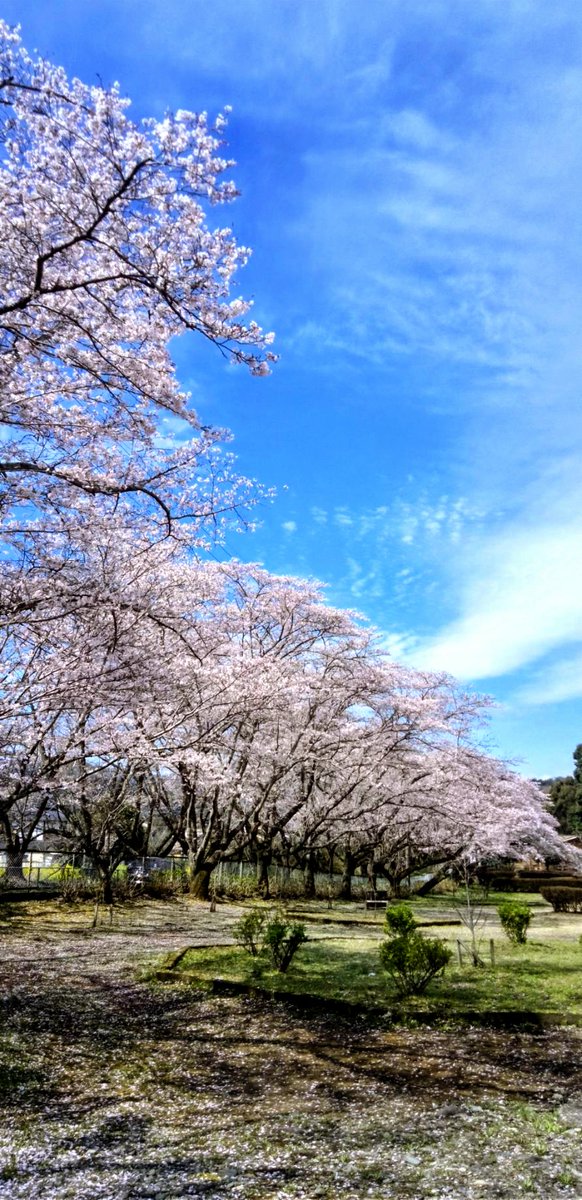 takasickvirus's tweet photo. これから桜雨かな…🫧

#さくら 
#雨 
#浄化 https://t.co/1vnU9A1uuM