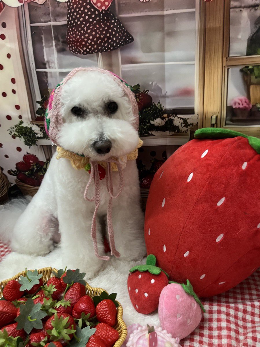 もこみちゃんと一緒 tweet media