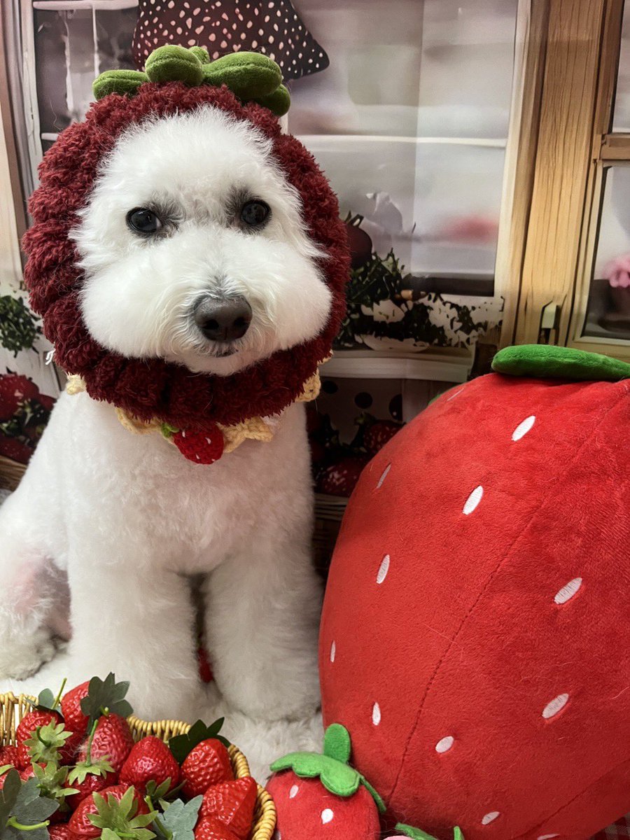 もこみちゃんと一緒 tweet media