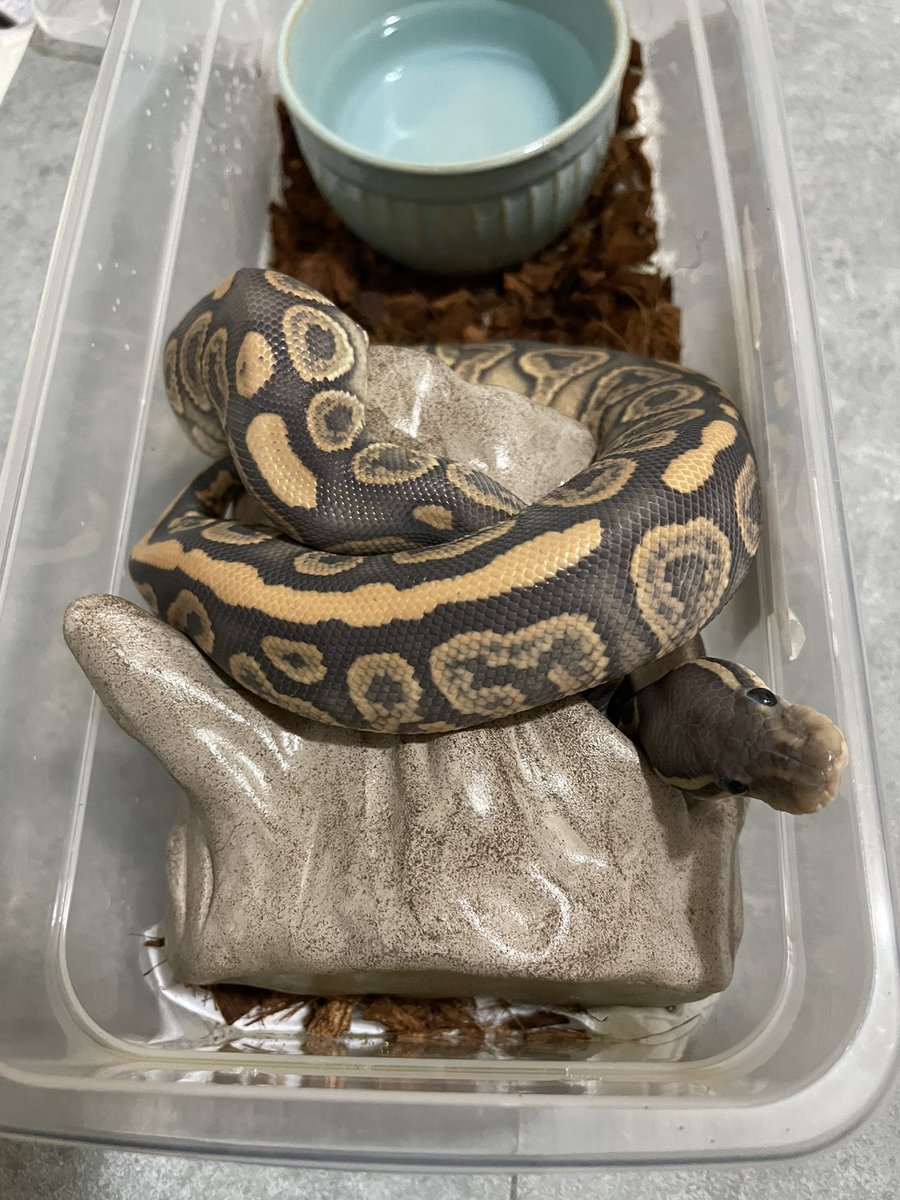 ポンコツあんのうん🐍 tweet media