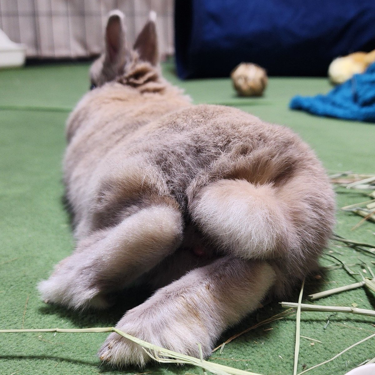 T7ふぉんNP tweet media