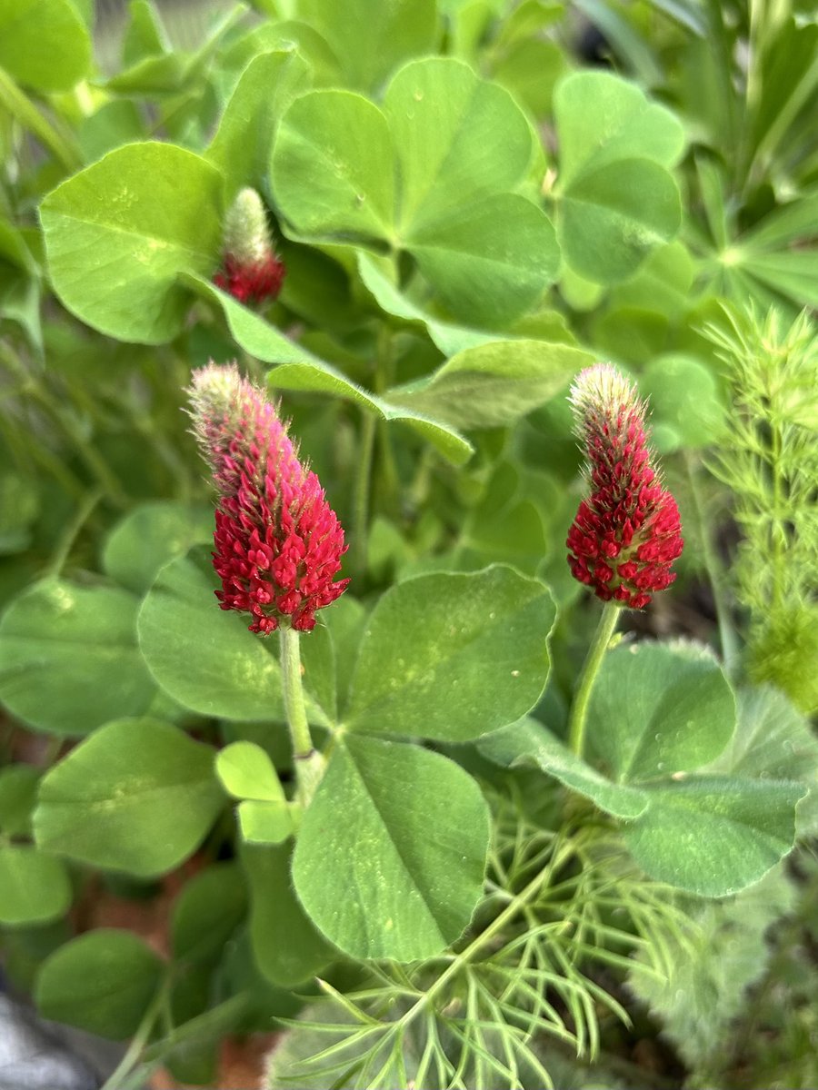 🌱Ilena Gilbert-Mays🌸 tweet media