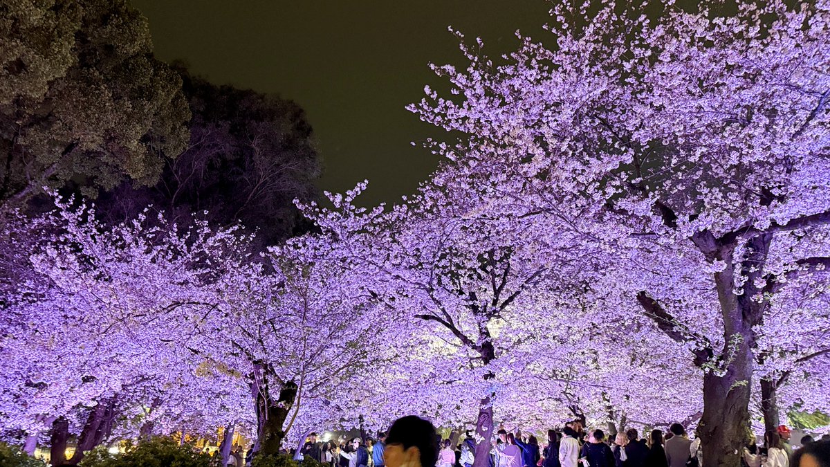 虎 with Blue Eyes tweet media