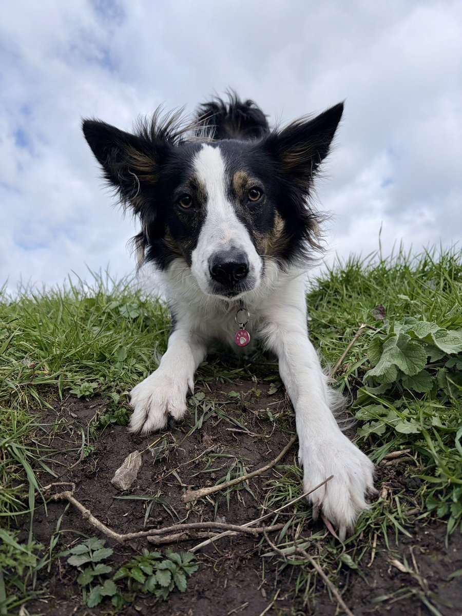 Puppy Bess and Auntie Kes tweet media