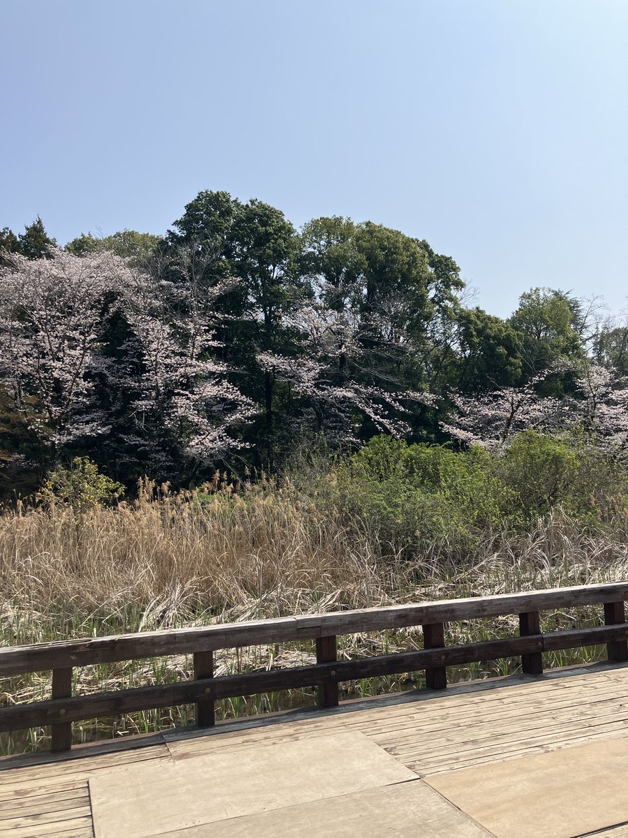NAISODE's tweet photo. 泉の森

桜の木が少ないのもありますが、穴場です。
普段は、人気がないんですが。 https://t.co/BZ5bAmLQbh