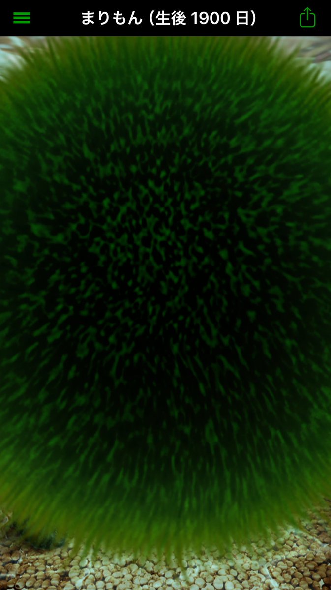 トリ・チャン tweet media