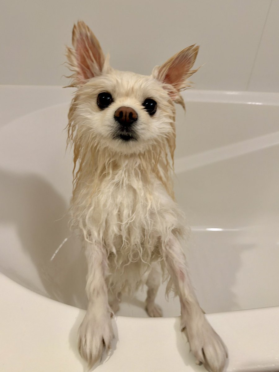 伊之助ボディになるまで毎日腹筋ローラー tweet media