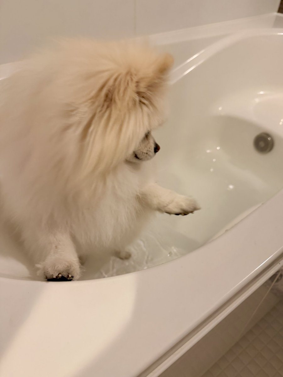 伊之助ボディになるまで毎日腹筋ローラー tweet media