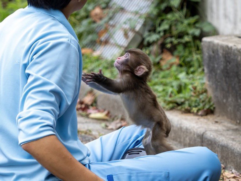 murf $punch tweet media