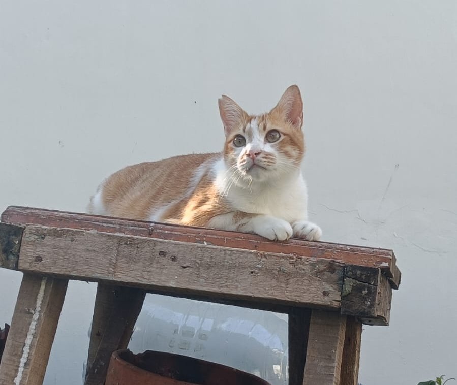 kilian 🪷 tweet media