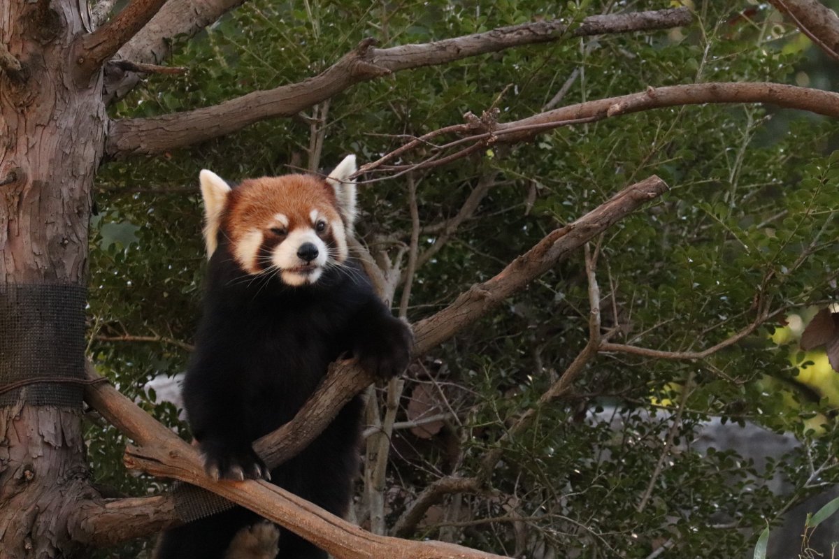 ちゃーはん tweet media