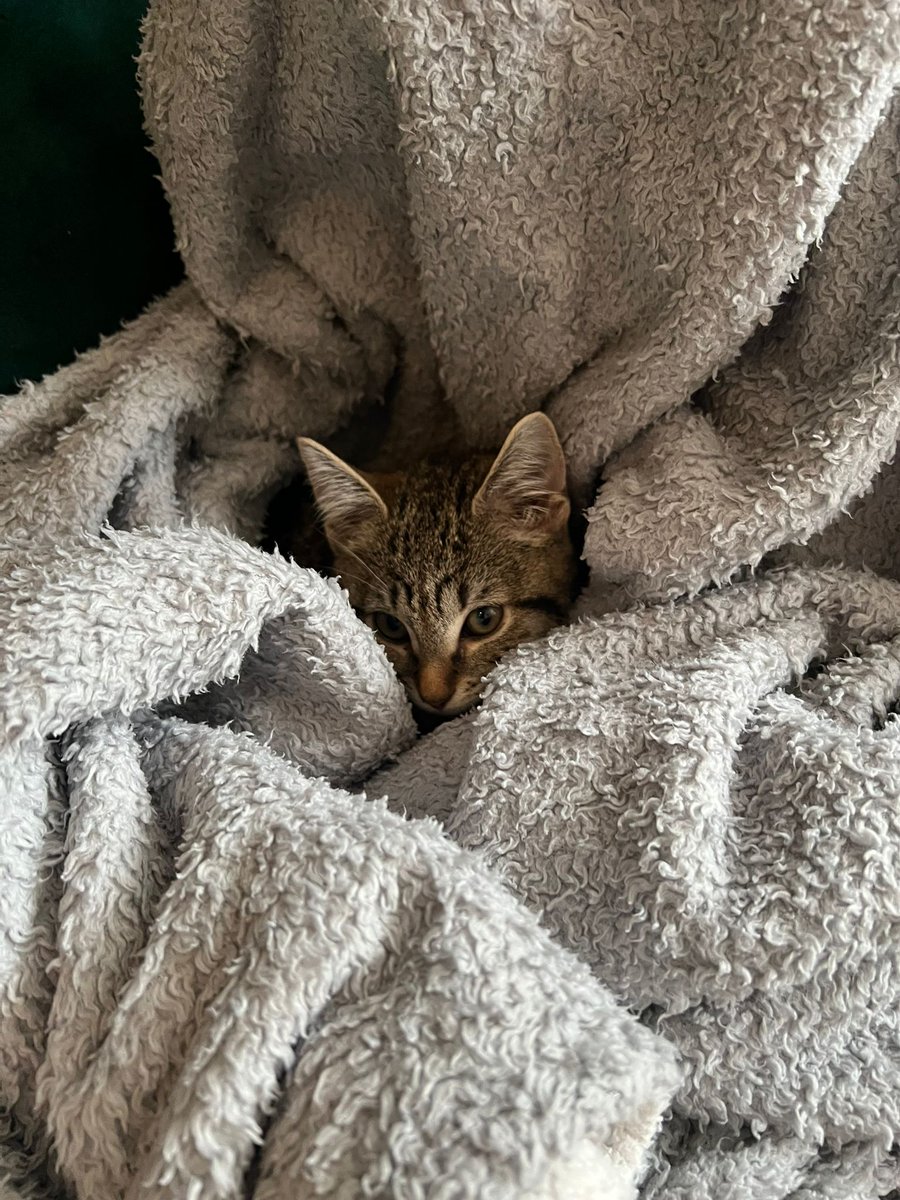 SPECR_cat tweet media