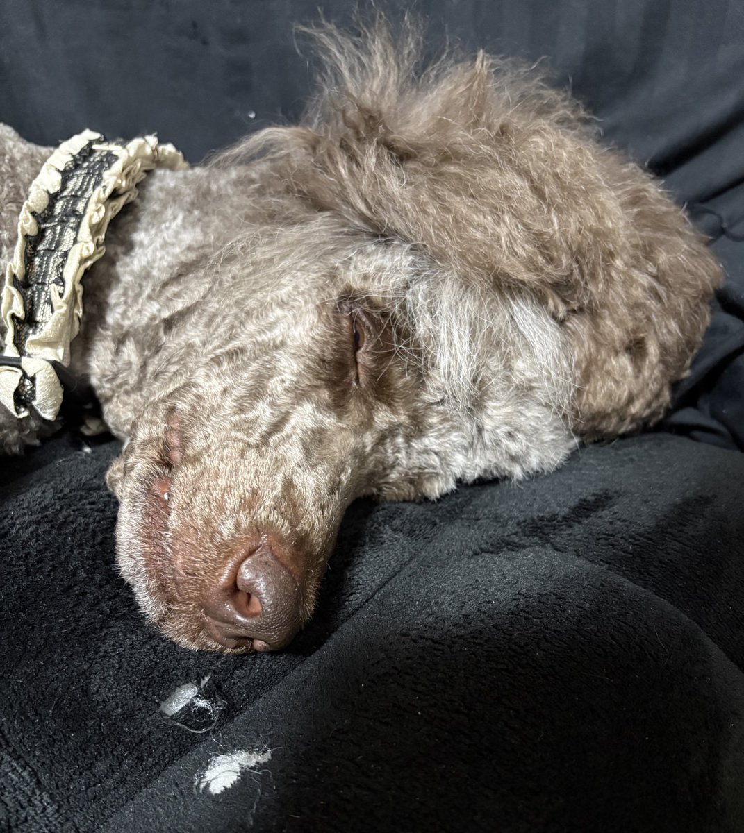 ハクはむ🐹🐶 tweet media