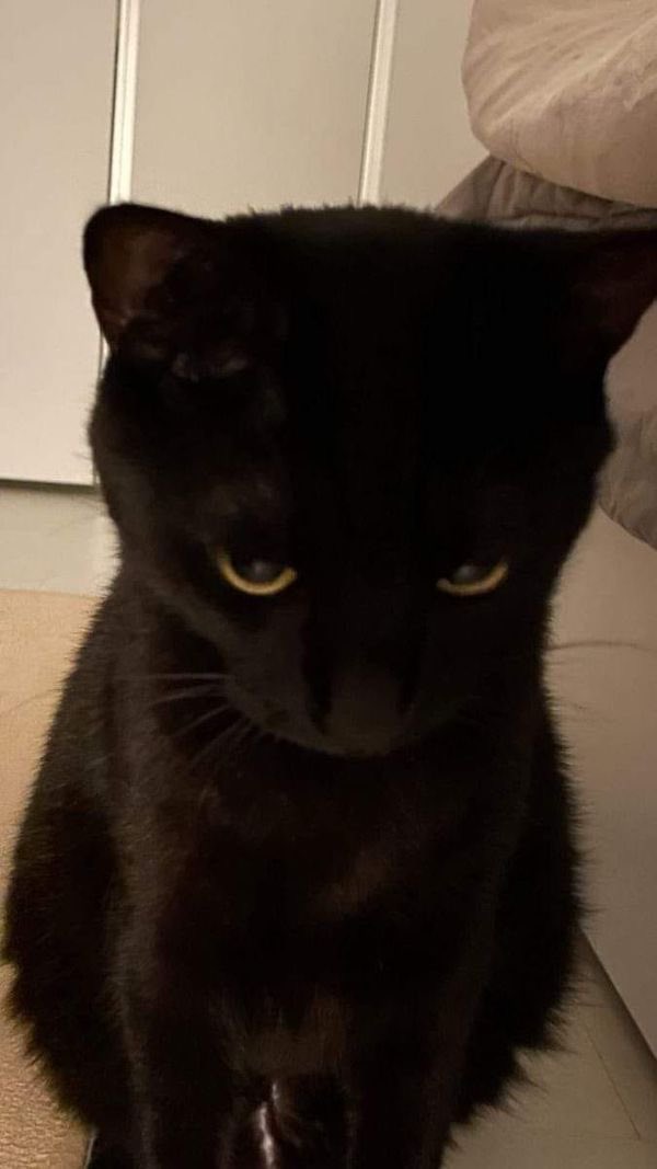 waiting for mini ssj4 in Db Legends tweet media