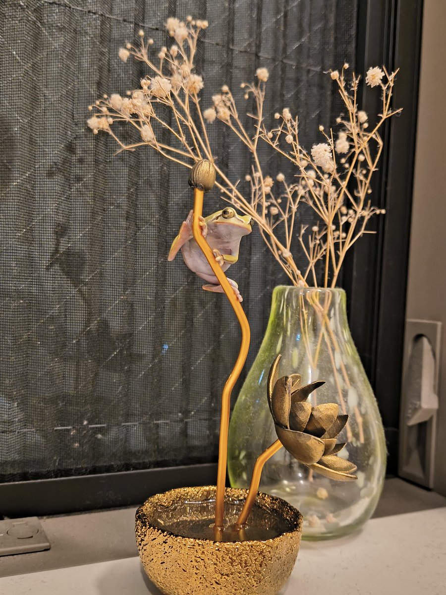 Bakaeru_model:蛙の棚 tweet media