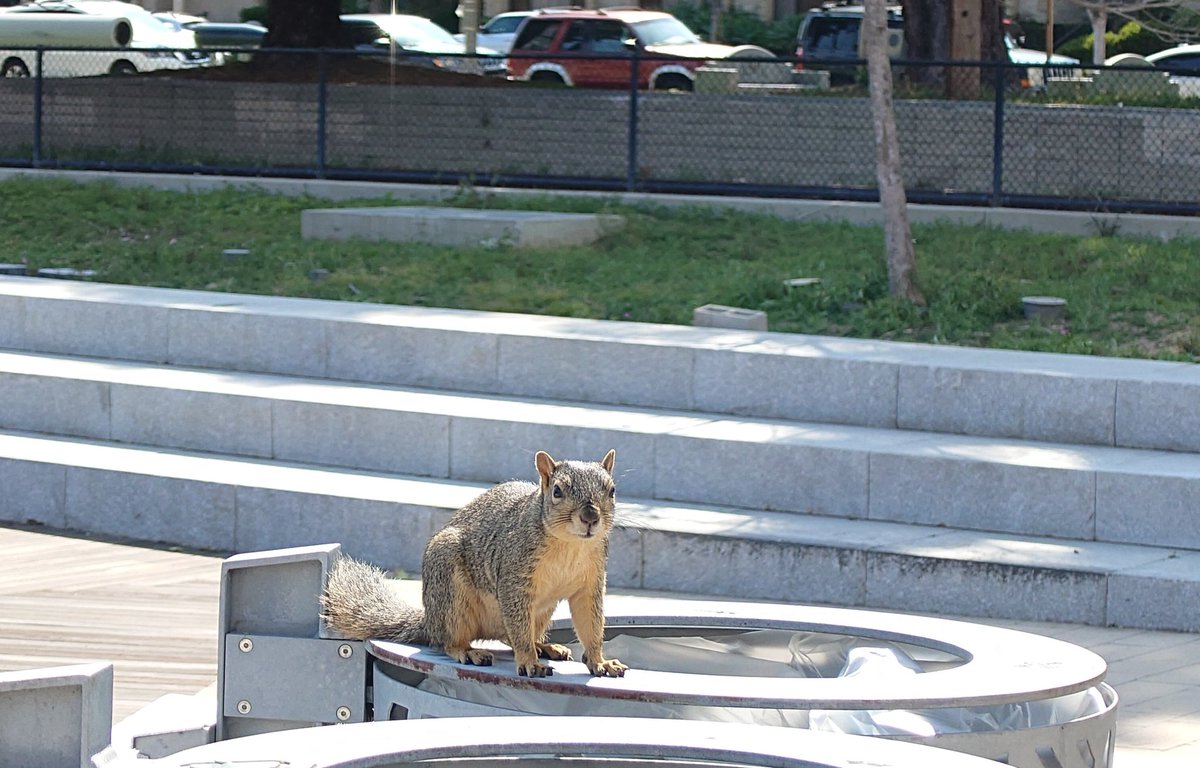 かさし tweet media