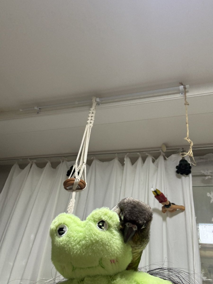 보리꼬꼬🦜 tweet media