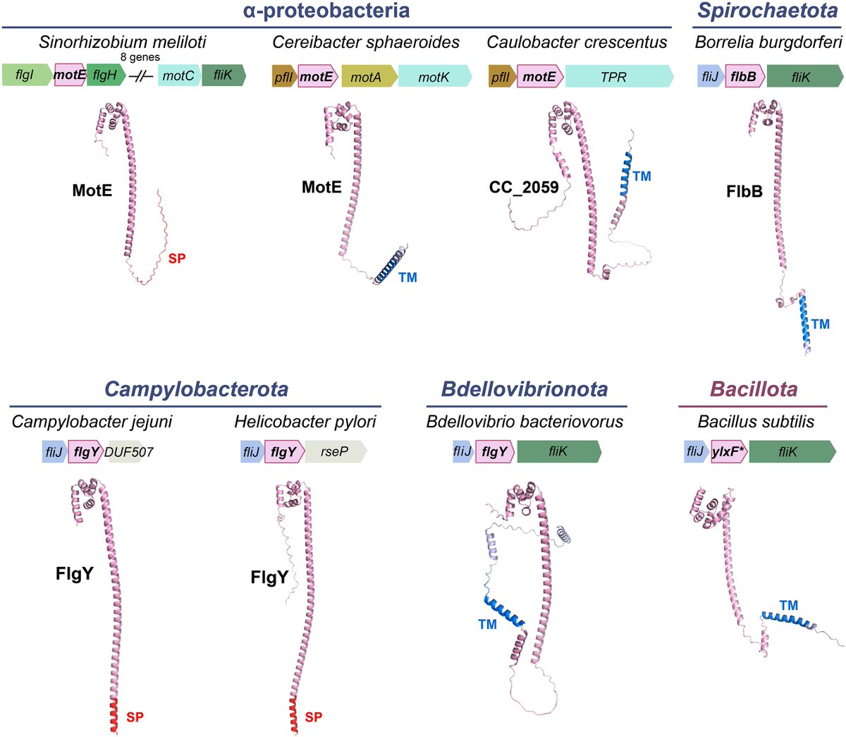 protasov_evgeni's tweet image. The ancient E-ring in bacterial flagellar motors
#microbiology #bacteria #evolution
@FEMSmicro 
doi.org/10.1093/femsre…